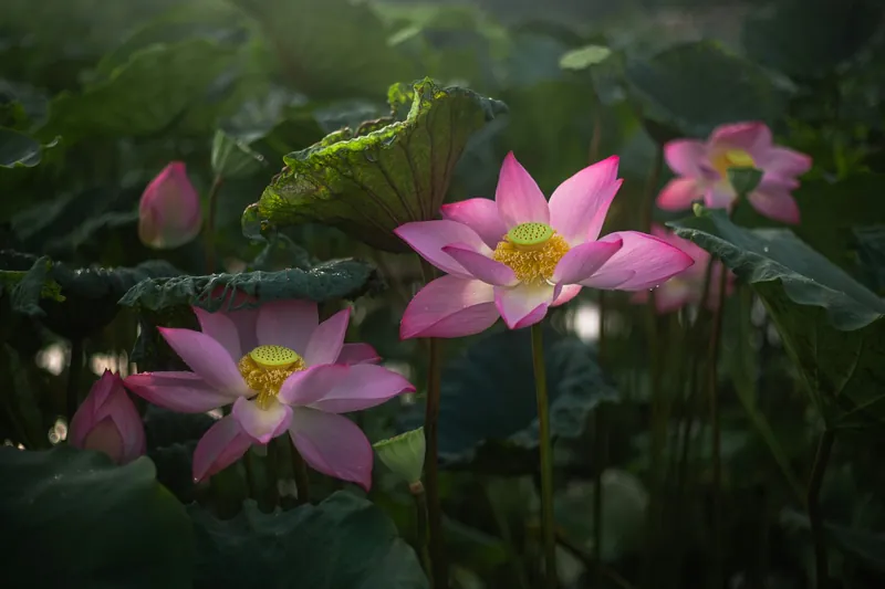 Pink lotus flowers in bloom among dark green leaves