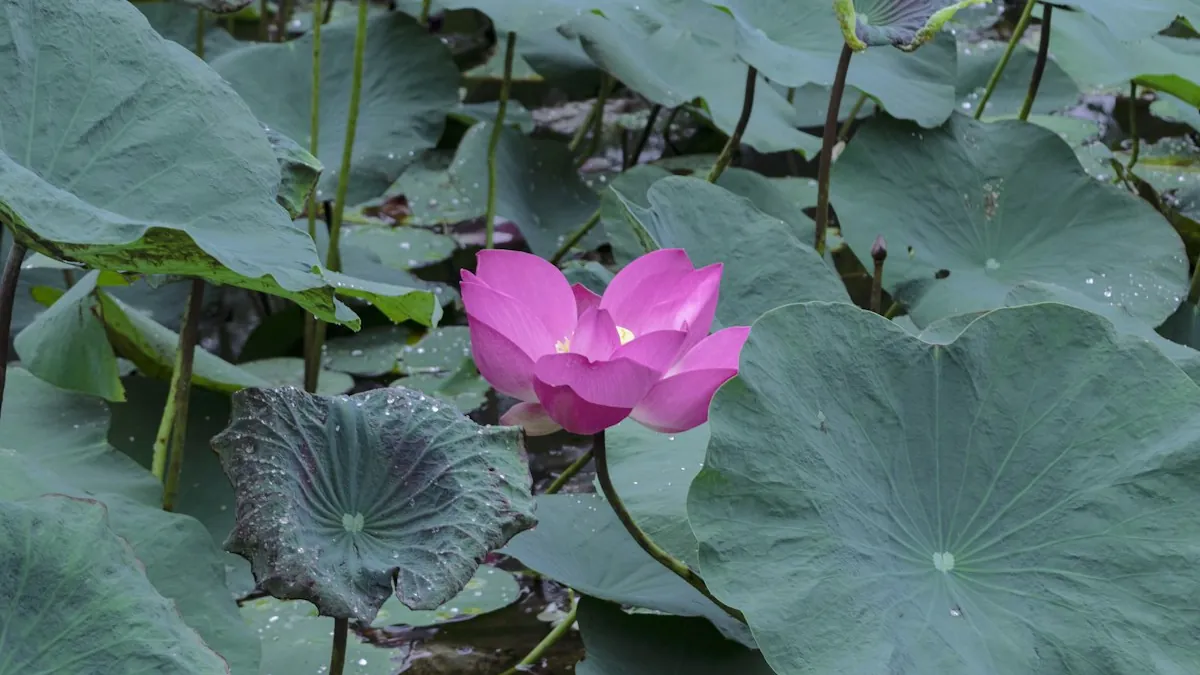 A pink flower among water lily leaves